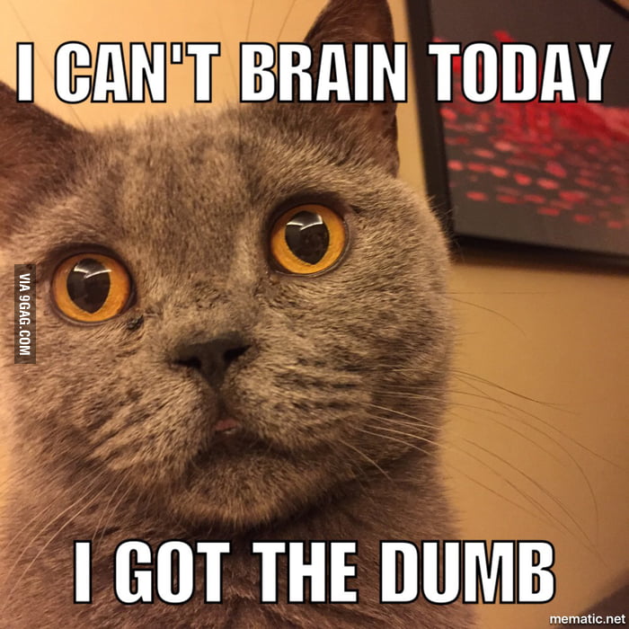 I Got The Dumb cat - 9GAG