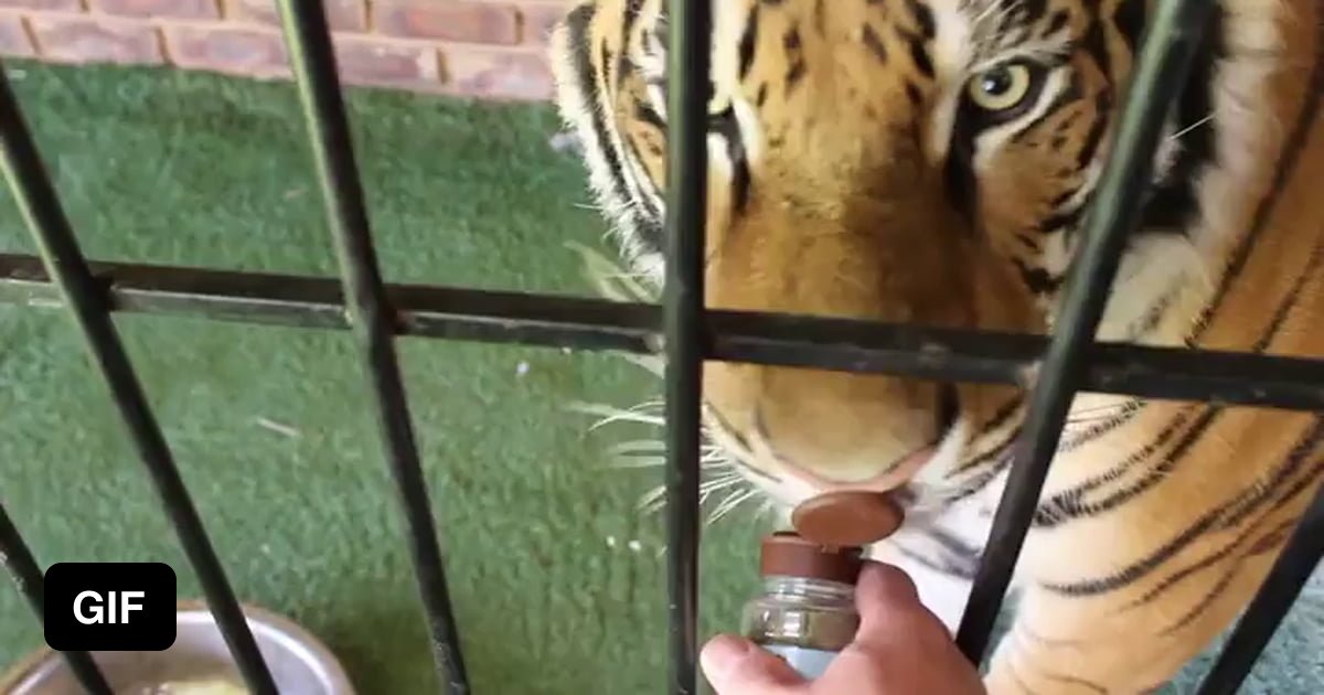 Tiger reacts to catnip 9GAG