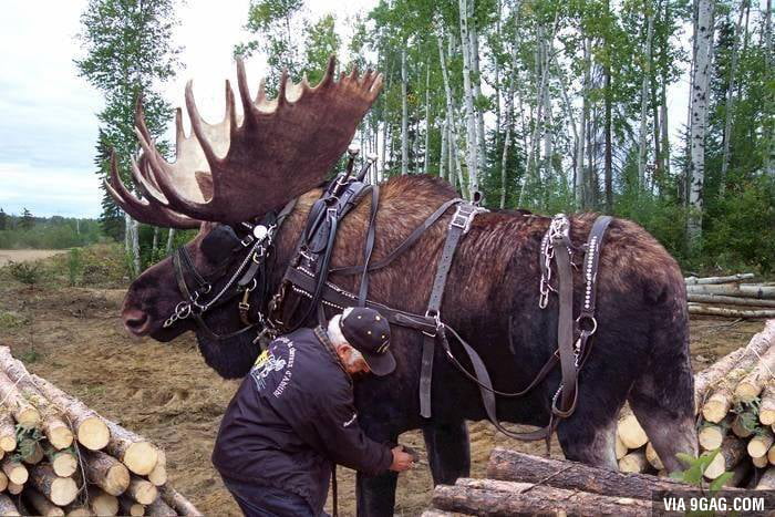 Guy raises abandoned moose calf along with his horses and trains it to ...