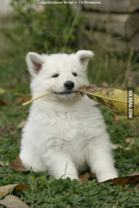 First time I saw my dog, now he's 2 :) - 9GAG