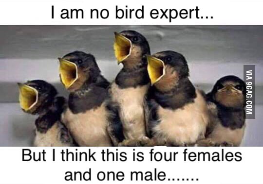 No bird expert... - 9GAG