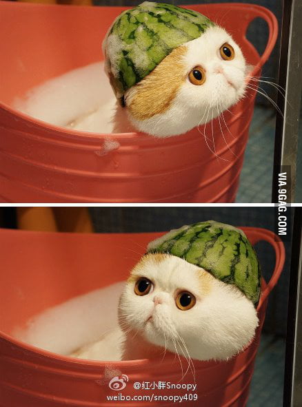 Here, have a cat with a watermelon on it's head. Good day to you. - 9GAG