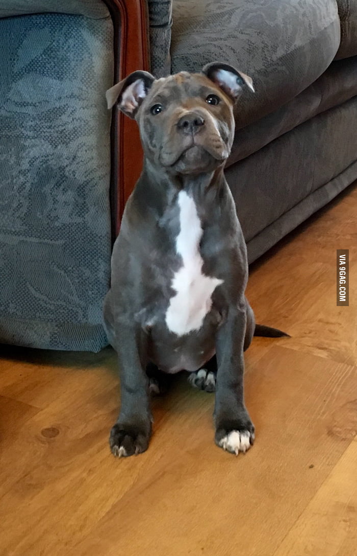 My little girl, Roxy - 9GAG