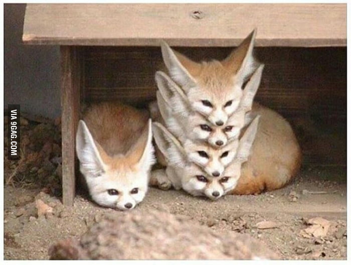 Just cute fennec foxes being cute! - 9GAG