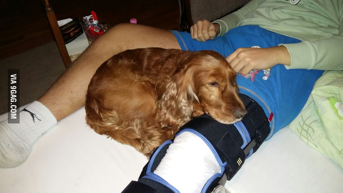 My Dog Is Keeping Me Company After Surgery 9gag