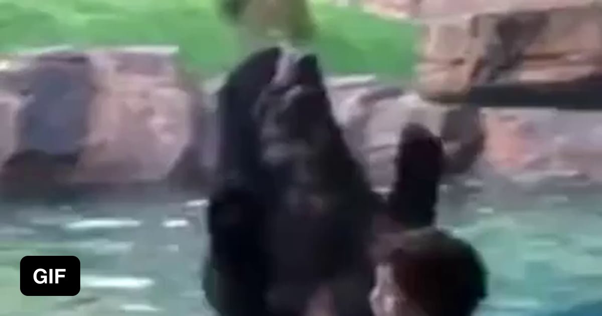 Bear mirroring a child's excitement 9GAG