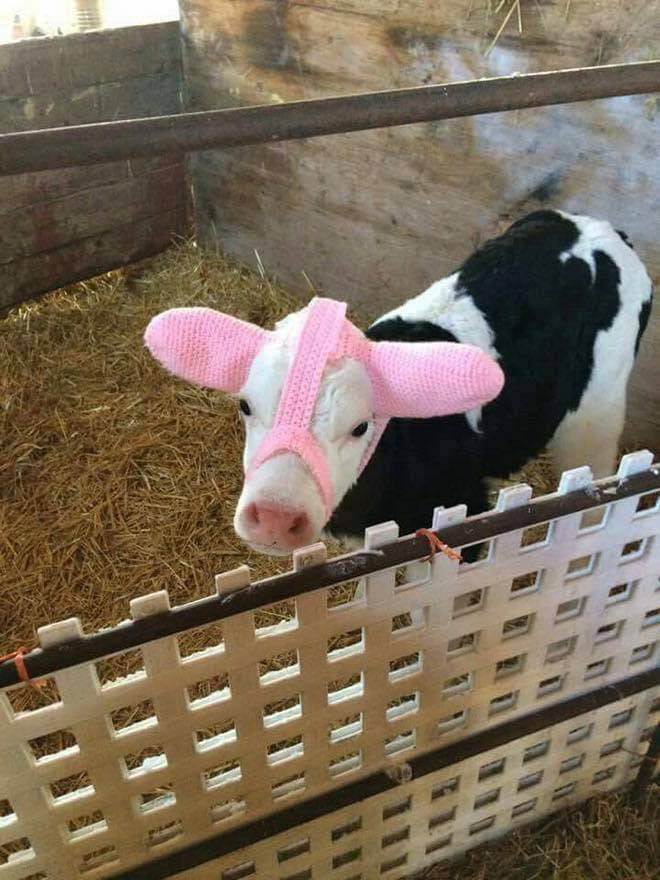 To stop frost bite, baby cows are knitted ear warmers 9GAG