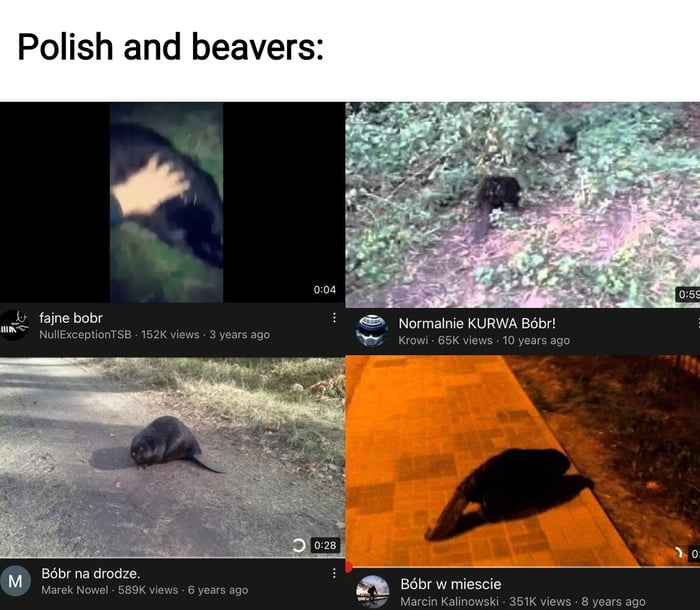 Polish people when they see a beaver 9GAG