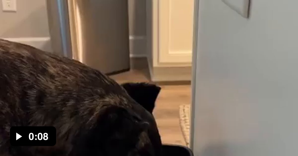 Dog trained to wipe mouth after drinking water 9GAG