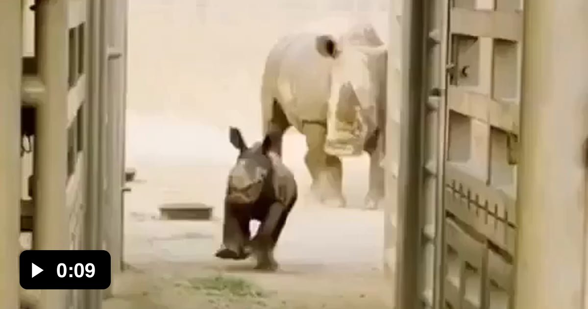 Do baby Rhinos count? - 9GAG