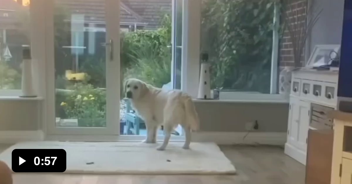 Gif head