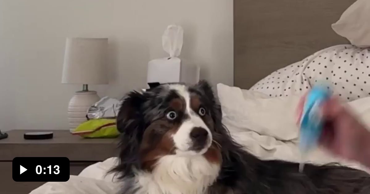 Doggo Is Ready For Teeth Brushing 9GAG