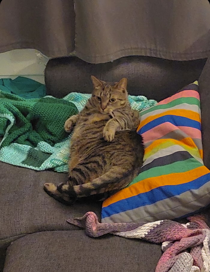 When your Cat is Kate Winslet’ing you 9GAG