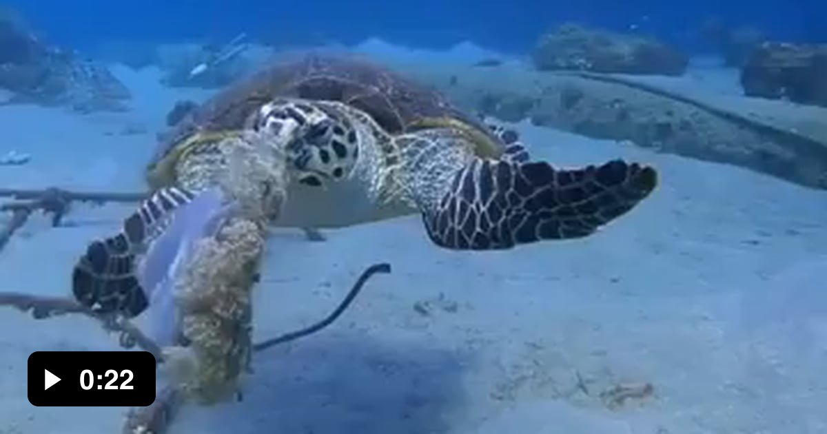 A Sea Turtle Eating A Jellyfish - 9gag