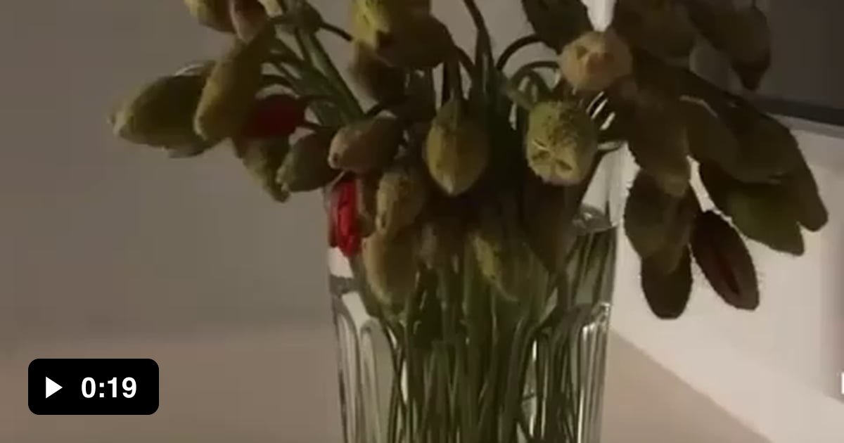 Time lapse of flowers blooming. - 9GAG