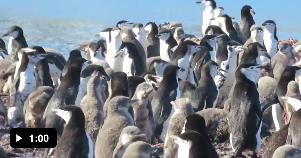Chinstrap Penguins Gang Up On A Predatory Giant Petrel 9GAG chinstrap-penguins-gang-up-on-a-predatory-giant-petrel-9gag