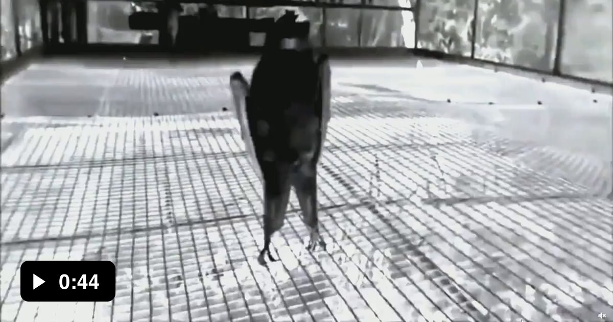 Hanging bats filmed upside down. 9GAG