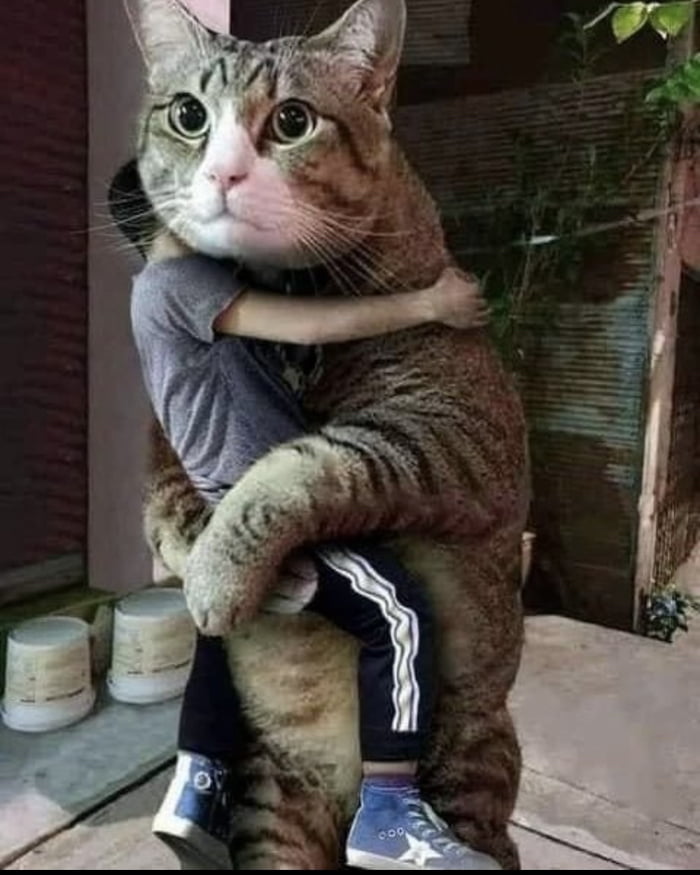 Is this what y’all mean when someone gets adopted by a cat? 9GAG