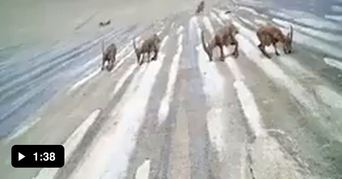 Goats climbing steep dam wall 9GAG
