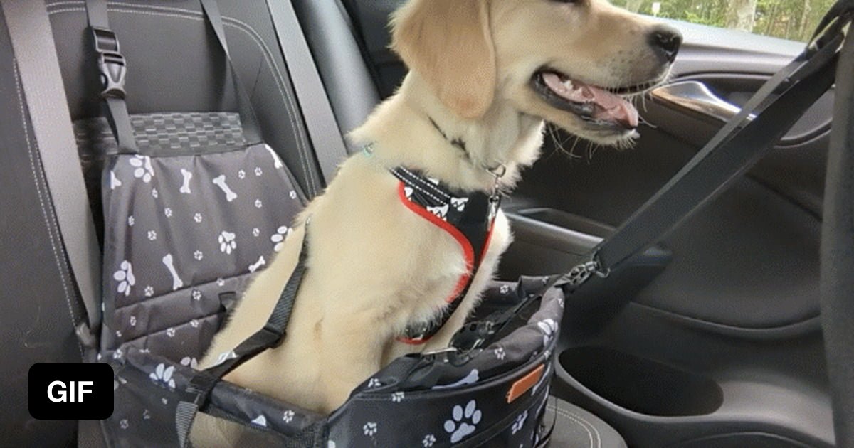 His last ride in his puppy seat. big boy seat protector next. 9GAG