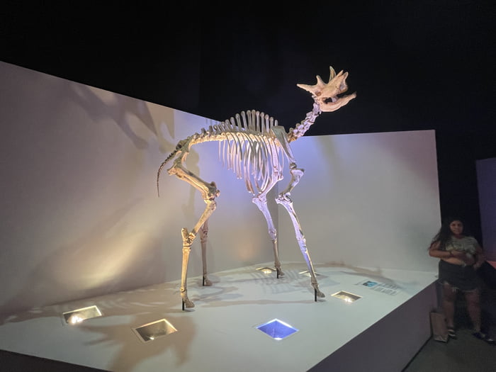 This Giraffid is Sivatherium! Sivatherium is one of the largest by