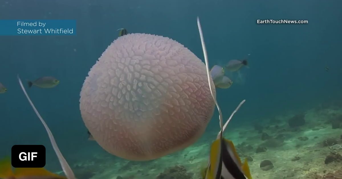 Little Fish living in a Jellyfish a to escape predators. - 9GAG