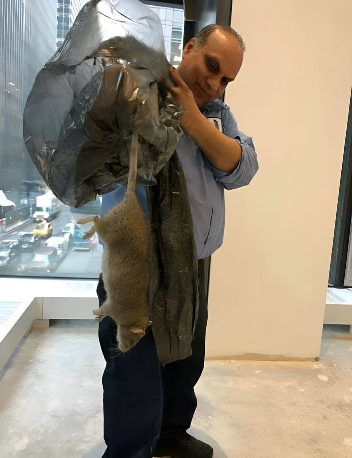 Giant Rat Captured In NYC 9GAG