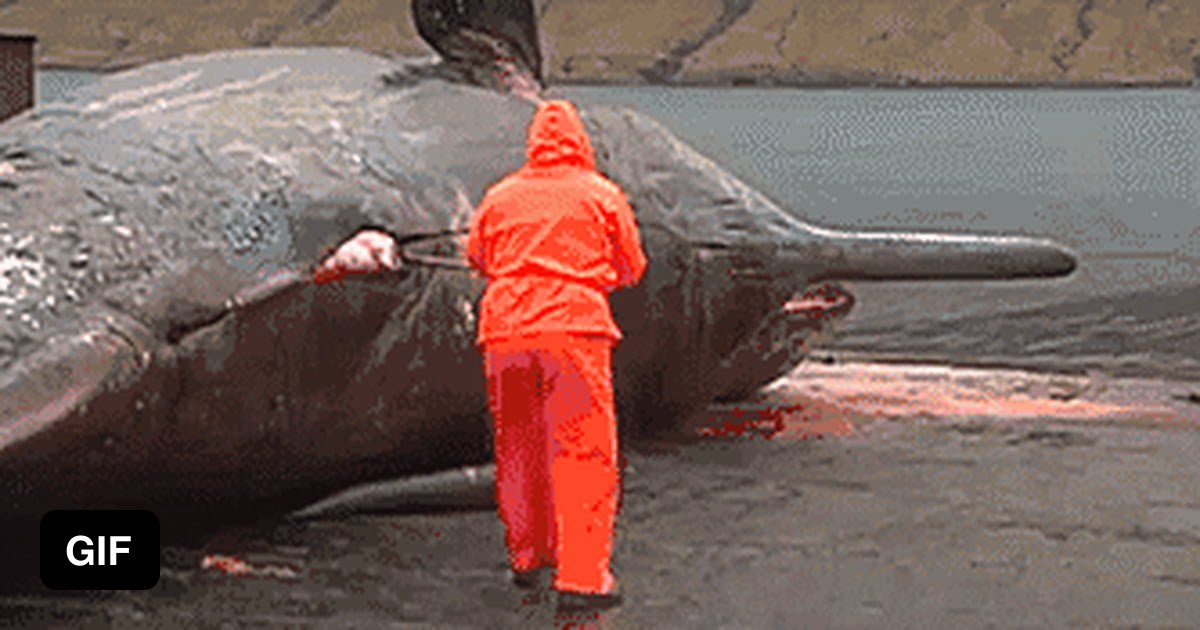 Whale's stomach exploding - 9GAG
