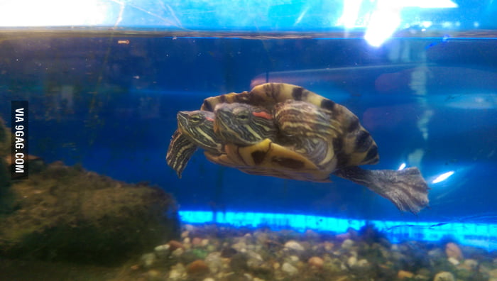 pet store near me with turtles