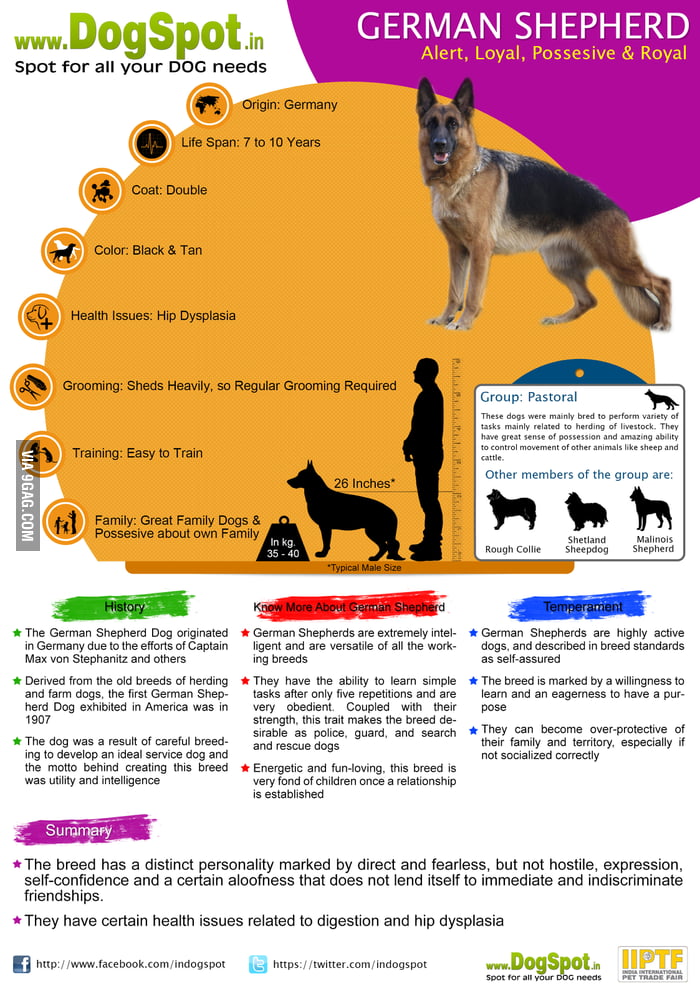 German Shepherd Dog Breed Information - Infographics - 9GAG