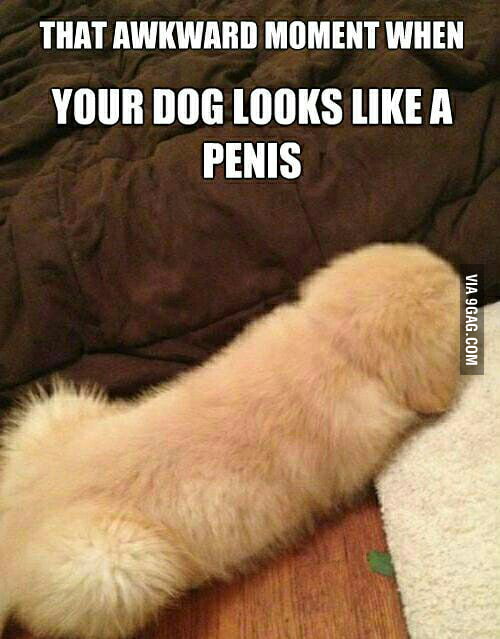 Penis dog...Penis dog Here comes the Penis dog. 9GAG