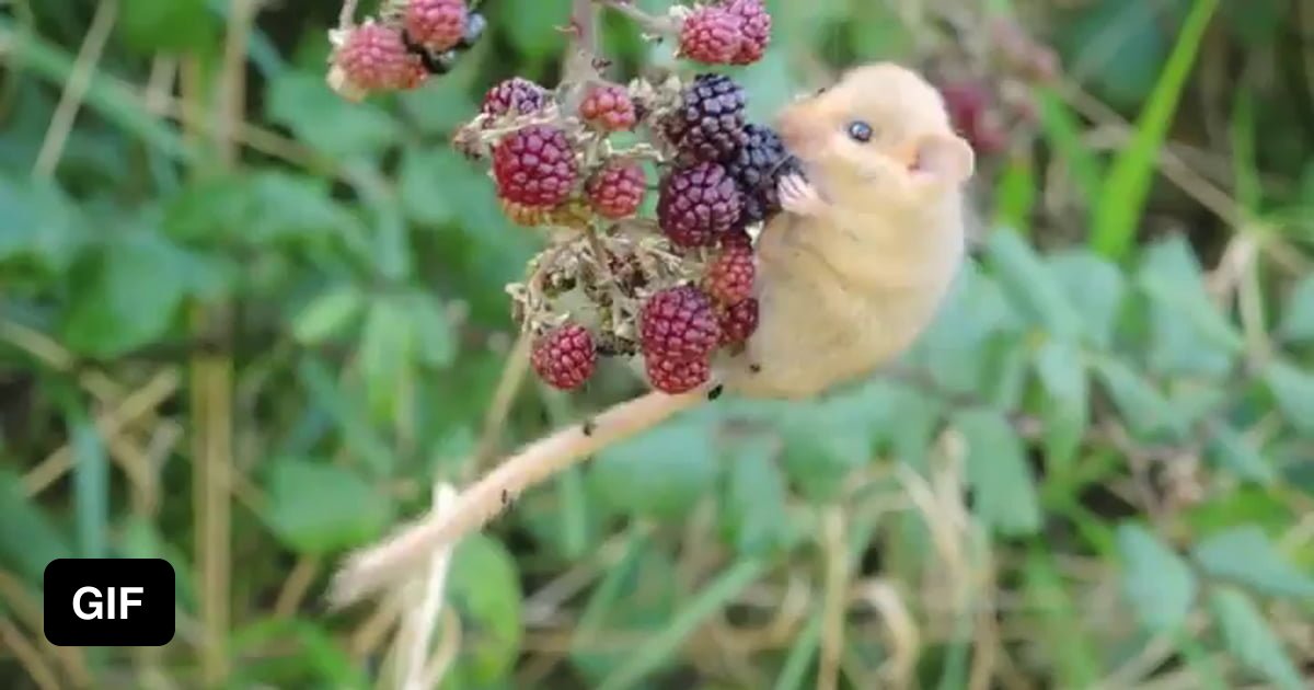 Mouse Eating Berries - 9GAG