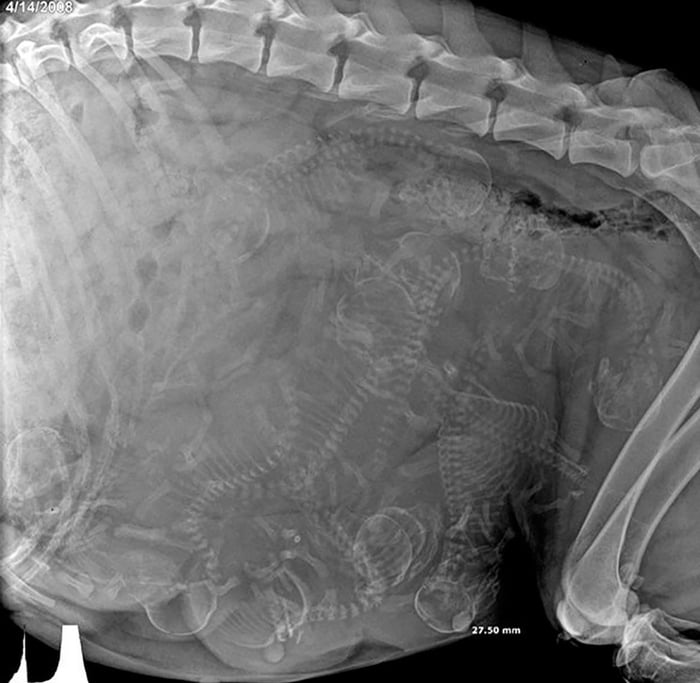 X-ray of a pregnant dog - 9GAG