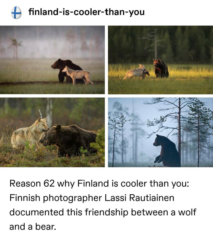 Such wholesome friendship between a bear and a wolf - 9GAG