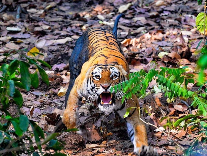 Asian tiger of the rainforest