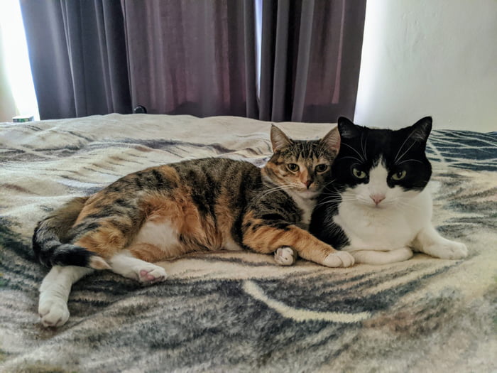 It only took a year for the older cat to accept the new kitten. 9GAG