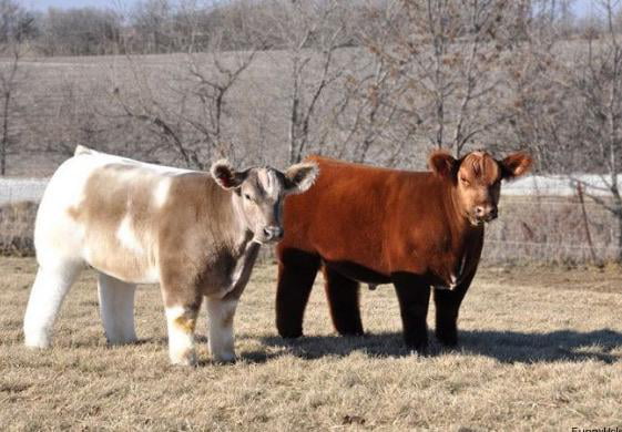 Two fluffy cows - 9GAG