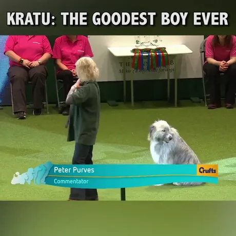 kratu dog show