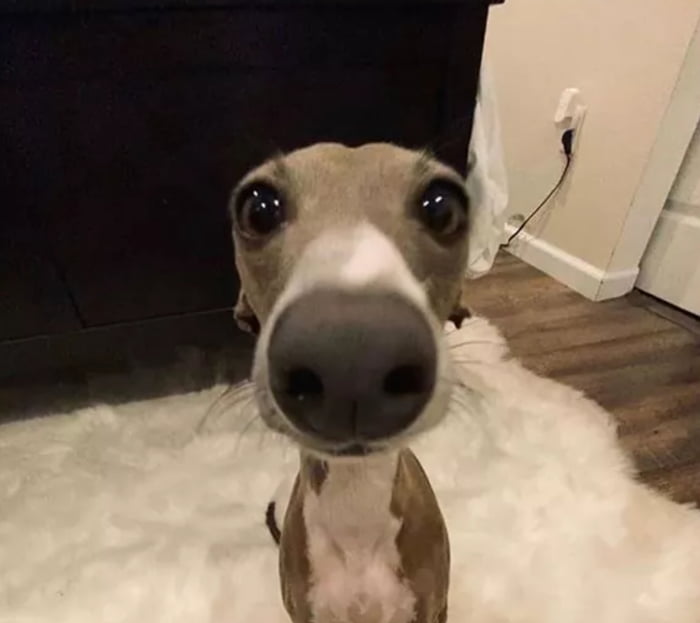 Fisheye Dog Meme Fisheye Dog Meme