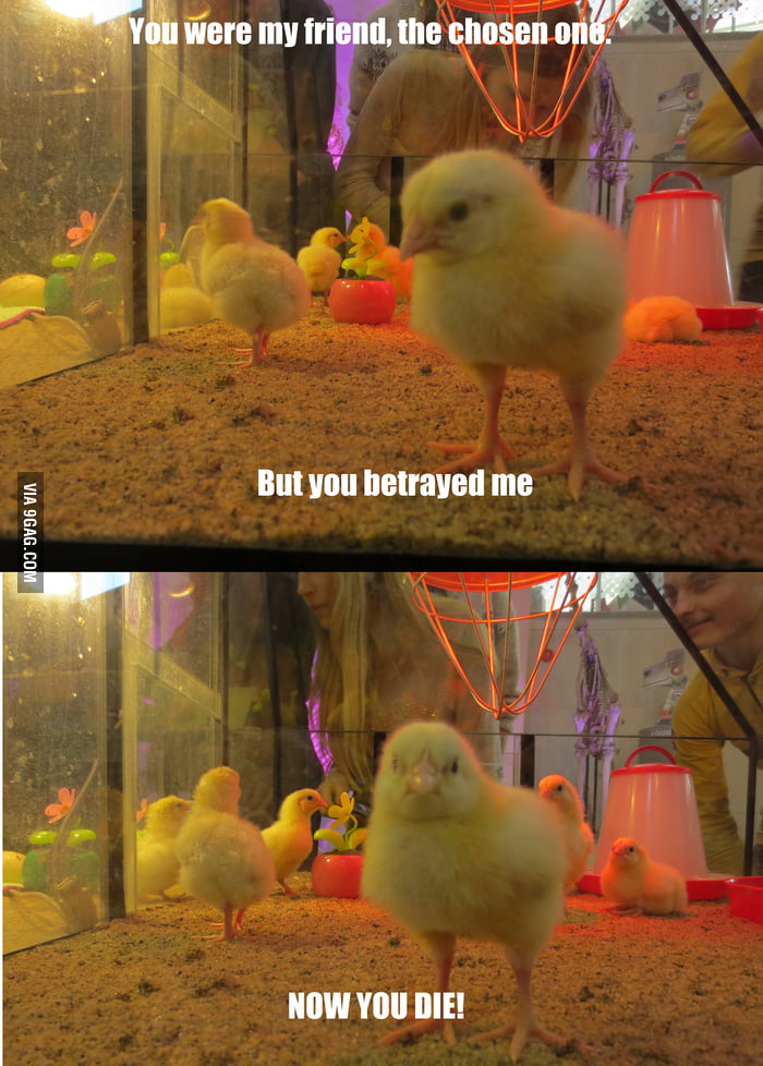 Don't f*ck with a chicken - 9GAG