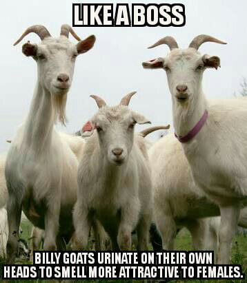 Goat gif 9gag