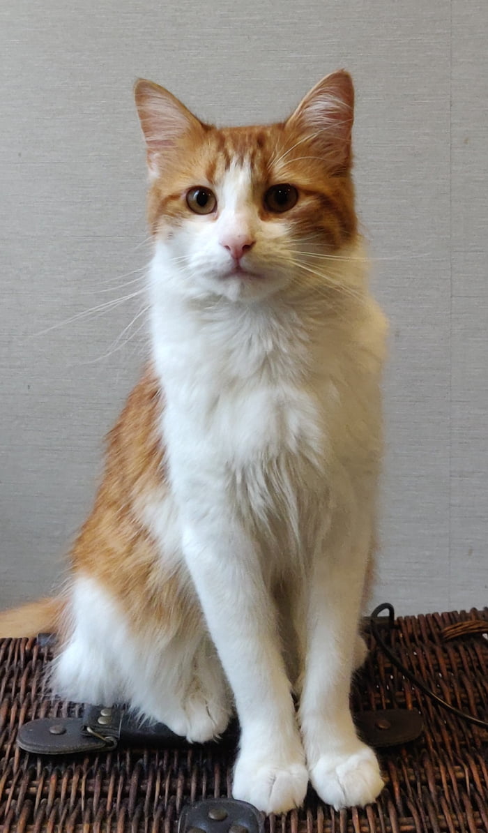 Cheebs always sits on his hamper and waits for his daily brushing - 9GAG