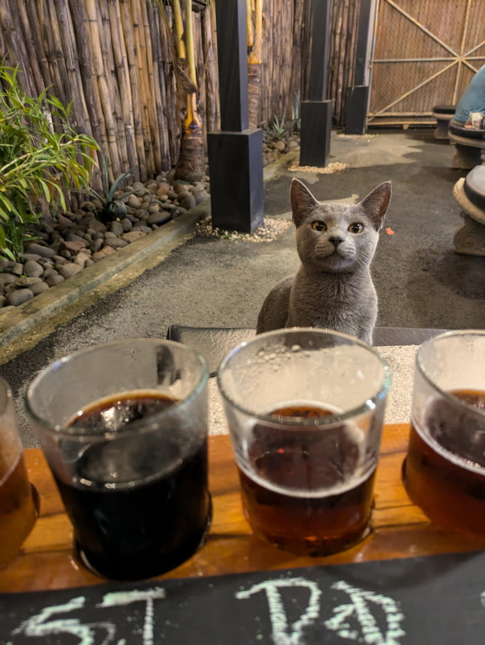 Purrfessional Beer Cat-ador - 9GAG