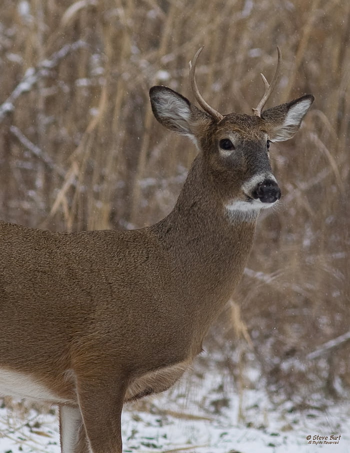 People Eating Pets In Ohio Not Believing It Do You Know How Many people-eating-pets-in-ohio-not-believing-it-do-you-know-how-many