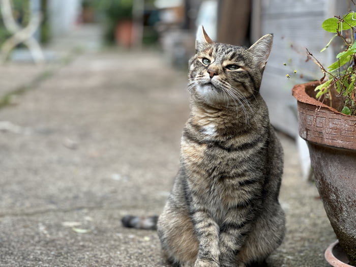 Random Berlin Cat - 9GAG