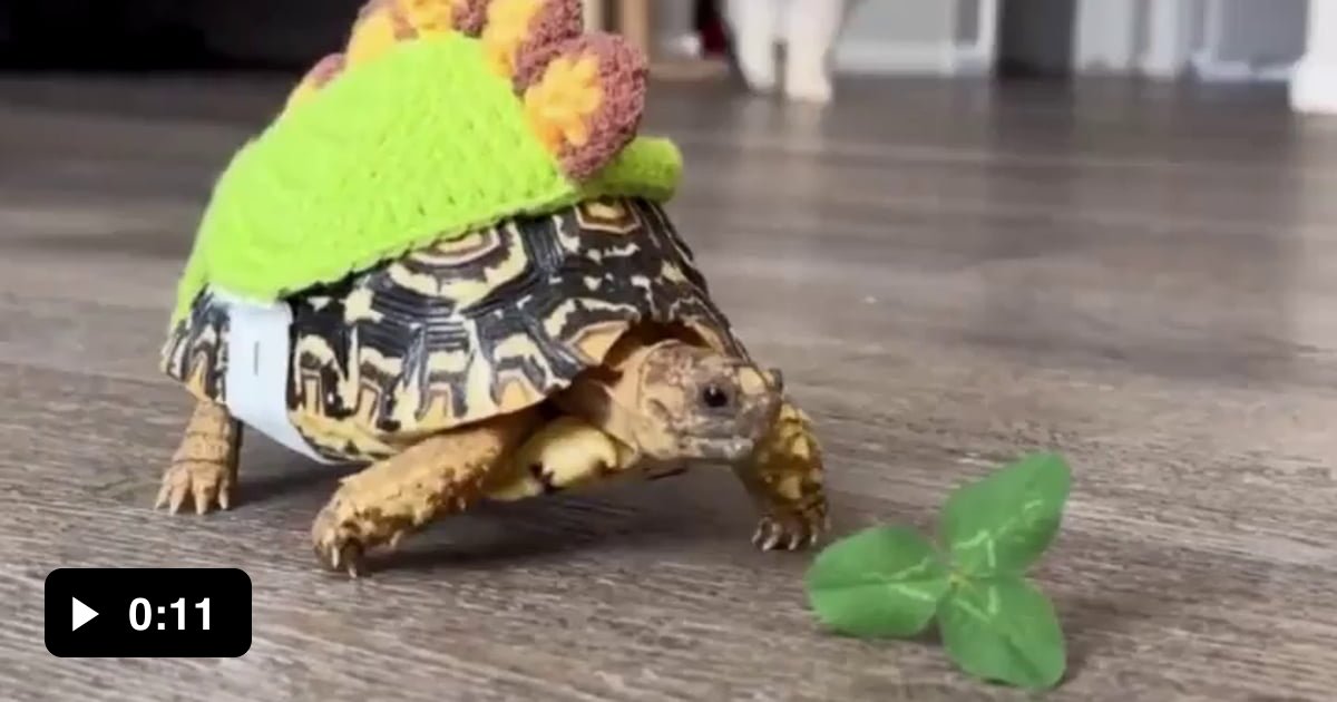 Slow and stylish! This turtle rocks its knitted cap! - 9GAG