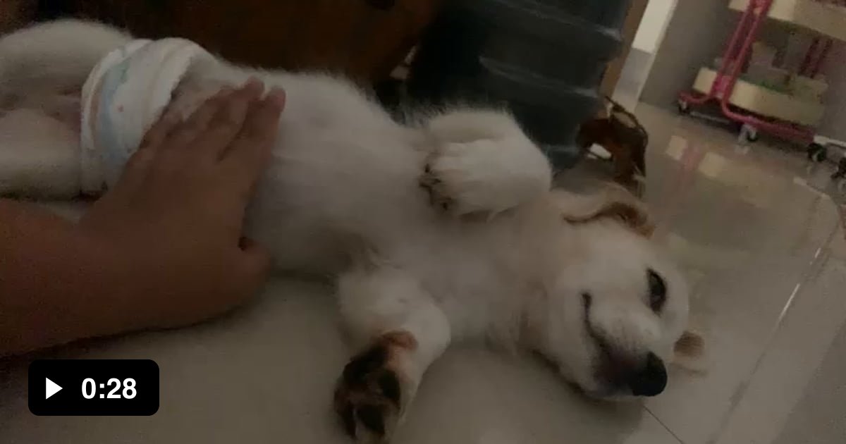 Belly rub - 9GAG