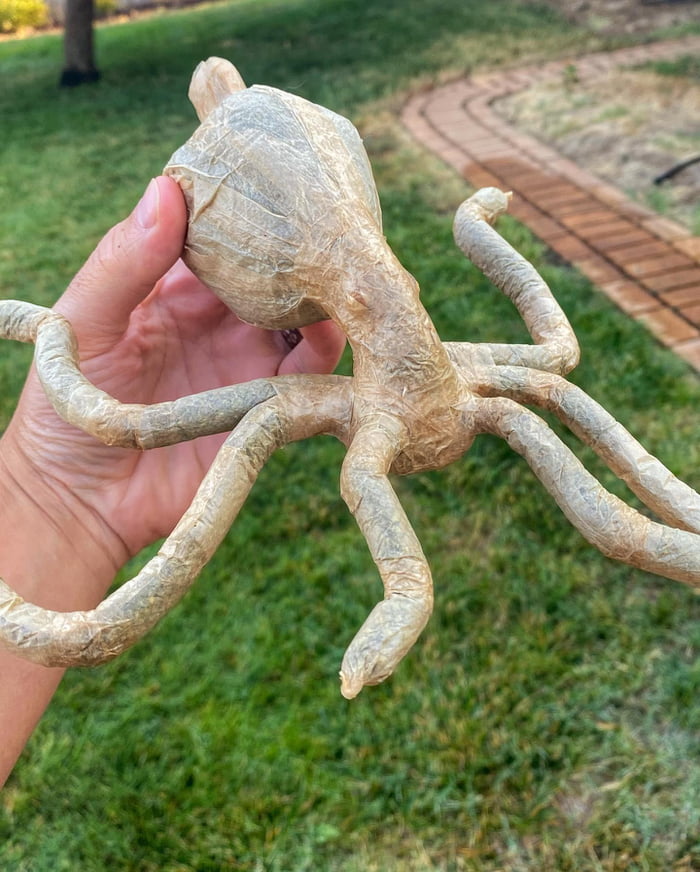 A 56 gram joint rolled into an octopus - 9GAG