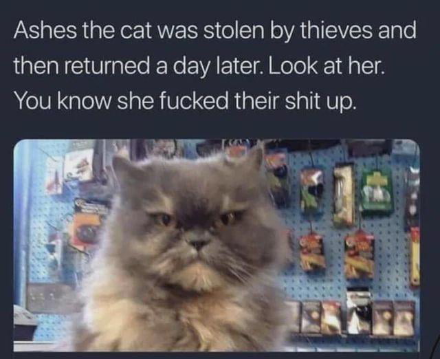 Good cat well done! - 9GAG