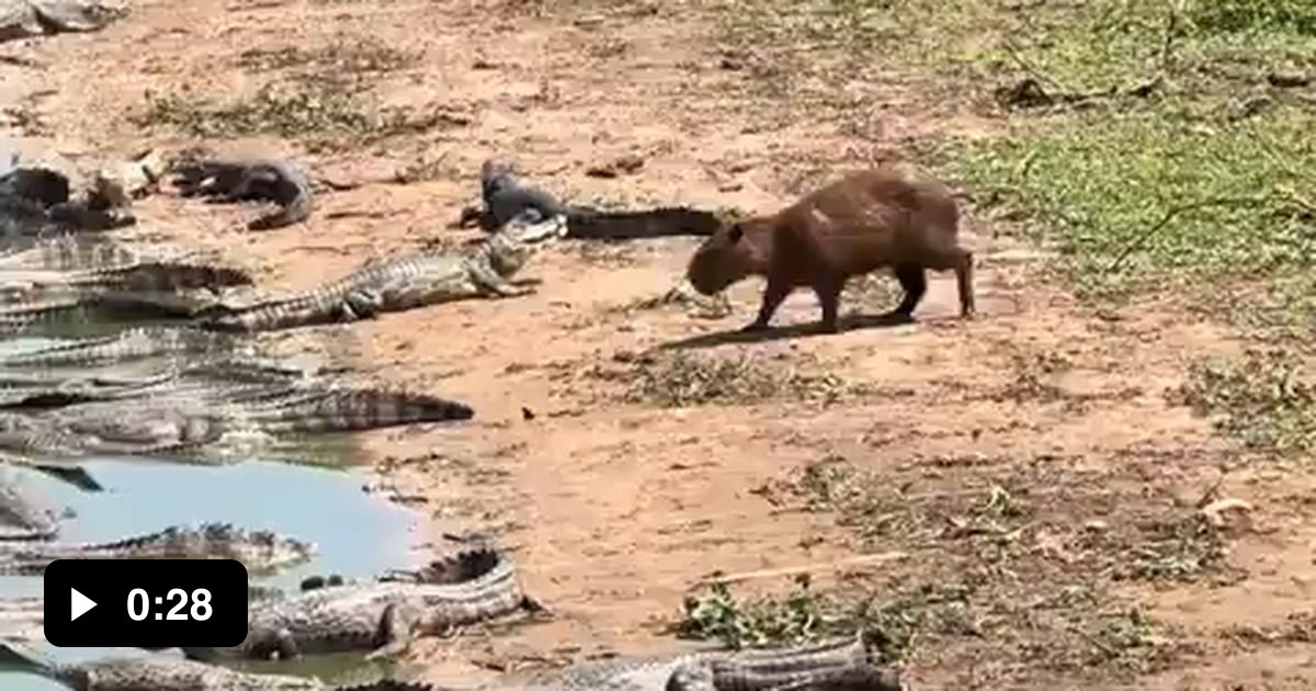 Capybara casually strolling through a caiman convention - 9GAG